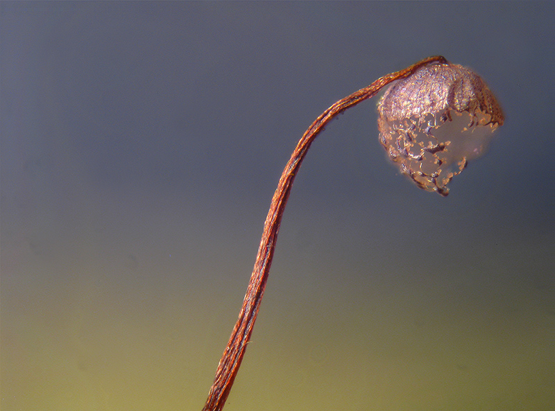 Cribraria languescens?